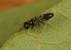 Stigmus pendulus