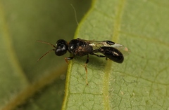Stigmus pendulus