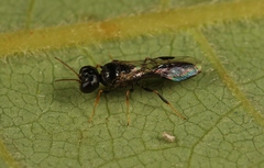 Stigmus pendulus