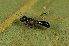 Stigmus pendulus