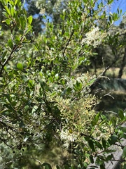 Bursaria spinosa spinosa