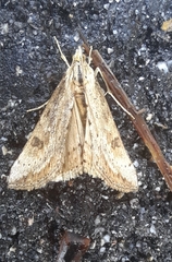 Evergestis isatidalis