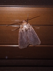 Bityla defigurata
