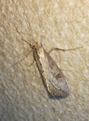 Evergestis isatidalis