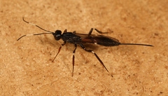 Xorides sepulchralis