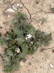 Glandularia quadrangulata