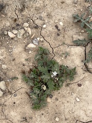 Glandularia quadrangulata