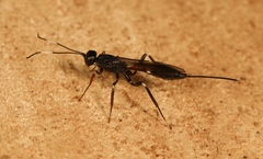 Xorides sepulchralis