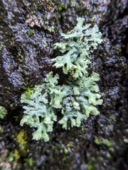 Physcia adscendens
