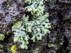 Physcia adscendens