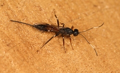 Xorides sepulchralis