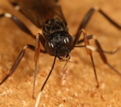 Xorides sepulchralis