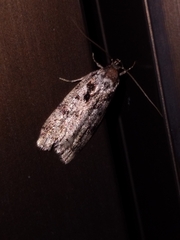 Barea confusella