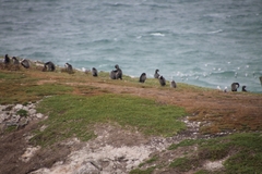 Phalacrocorax punctatus punctatus