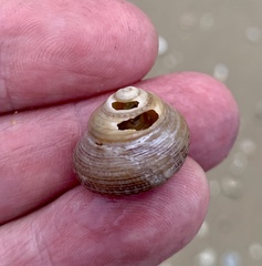 Gastropoda