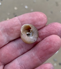 Gastropoda