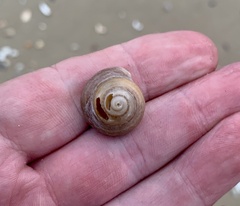 Gastropoda