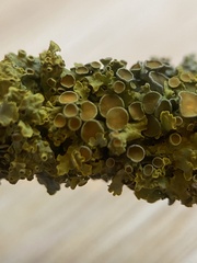 Xanthoria parietina