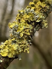 Xanthoria parietina