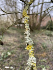 Xanthoria parietina