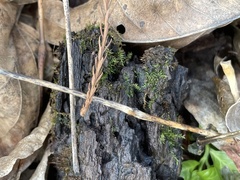 Hygroamblystegium humile