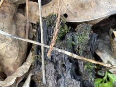 Hygroamblystegium humile