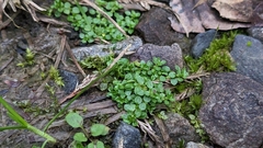 Callitriche japonica