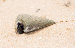 Telescopium telescopium