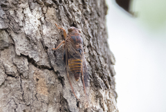 Birrima varians