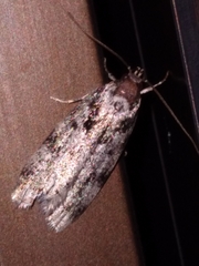 Barea confusella