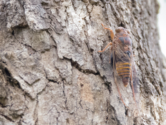 Birrima varians