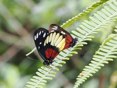Delias crithoe