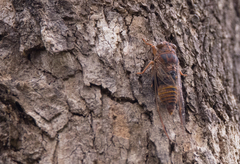 Birrima varians
