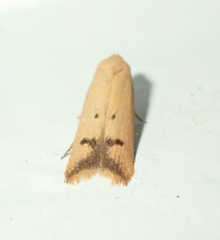 Tachystola hemisema