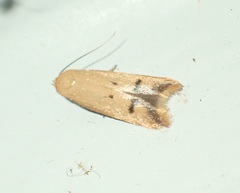 Tachystola hemisema