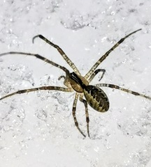 Pityohyphantes phrygianus