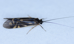 Macrostemum zebratum