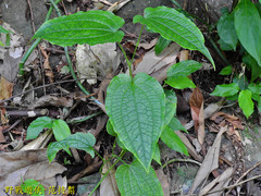 Smilax riparia