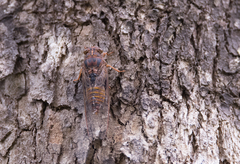 Birrima varians