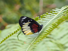 Delias crithoe