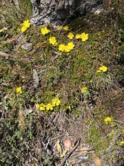 Hibbertia procumbens
