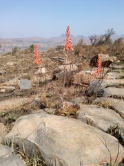 Aloe longibracteata