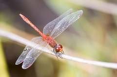 Diplacodes bipunctata