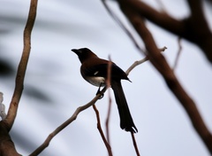 Dendrocitta formosae formosae