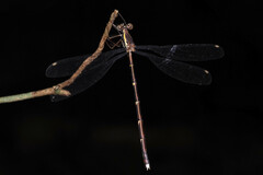 Episynlestes albicaudus