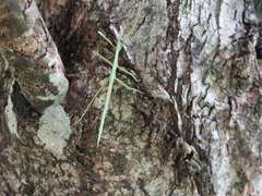 Didymuria violescens