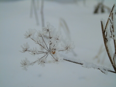 Tordylieae