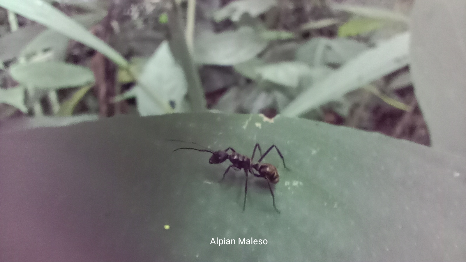 Polyrhachis gobini