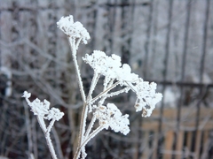Tordylieae