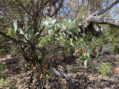 Eucalyptus tenuiramis